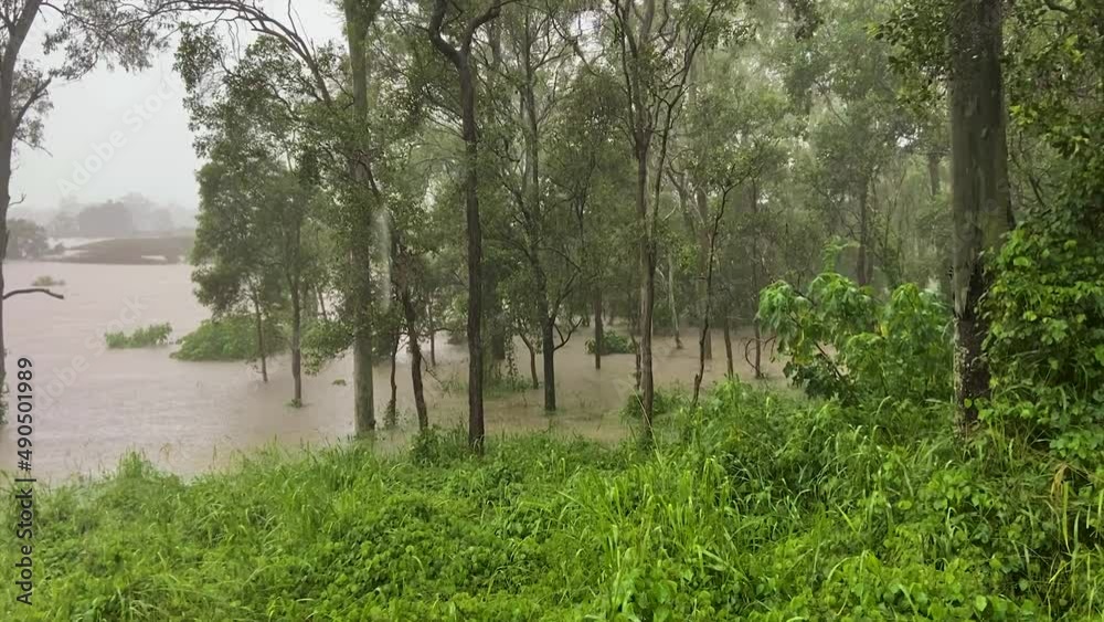 Queensland, NSW, Australia, February floods - flooded bushland in Brisbane suburbs, looking through flooded parklands with water gusging down a tree, as heavy rain continues to fall Queensland, NSW, Australia, February floods - flooded bushland in Brisbane suburbs, looking through flooded parklands with water gusging down a tree, as heavy rain continues to fall
