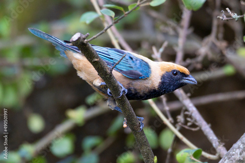 Bird from Brazil. The Burnished-buff Tanager also know as Saira perched on a branch. Species Tangara cayana also known as Saira-amarela. Birdwatching. Birding. photo