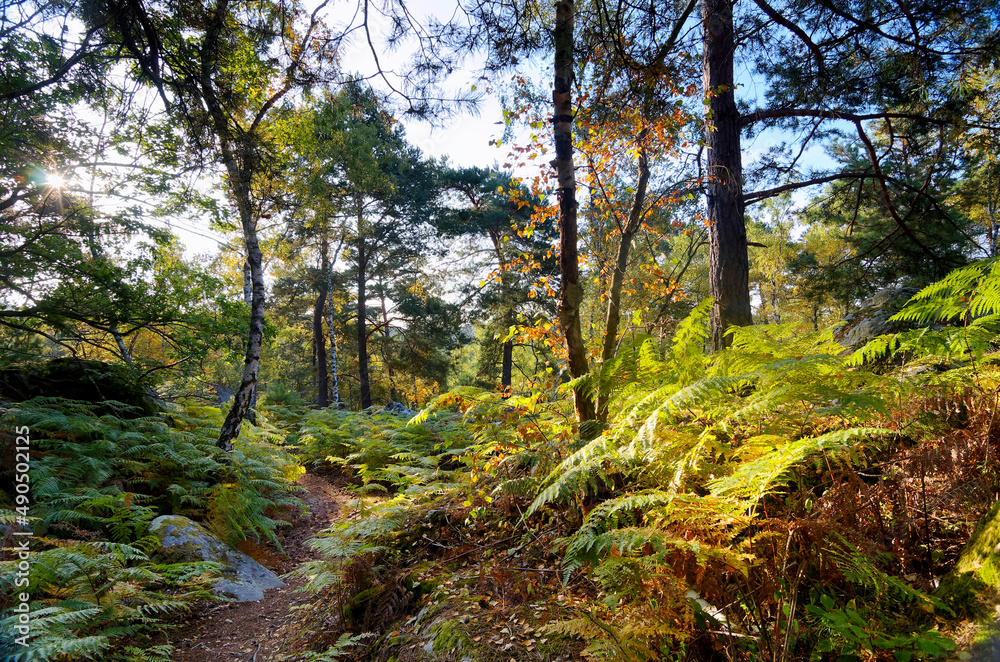 Obraz premium Hiking path in the Apremont gorges. Fontainebleau forest