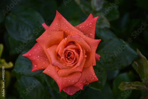 rose with water drops