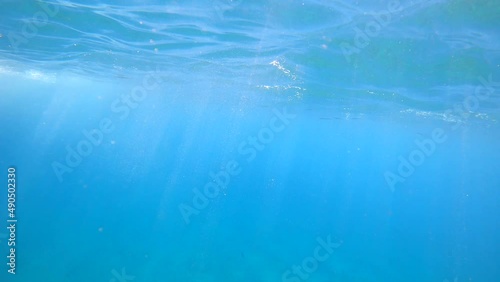 Swimming right below the ocean's surface with sunlight illuminating the water. photo