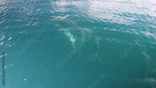 Wallpaper Mural Bottlenose Dolphins interacting and playing underwater Torontodigital.ca