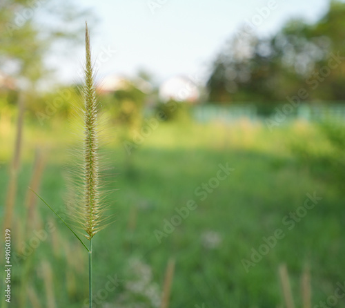 Close-up of beautiful grass bouquet.