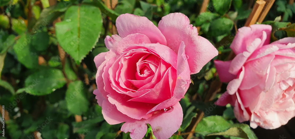 Valentine Floribunda Rose large has a mild fragrance, pale pink rose blooming on the plant after being hit by rain. Rose means tender love and is considered the queen of flowers the family Rosaceae.
