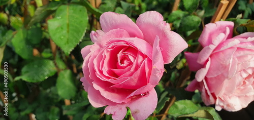 Valentine Floribunda Rose large has a mild fragrance  pale pink rose blooming on the plant after being hit by rain. Rose means tender love and is considered the queen of flowers the family Rosaceae. 