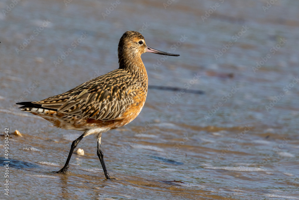 Bar-tailed Godwit in Australia Bar-tailed Godwit in Australia