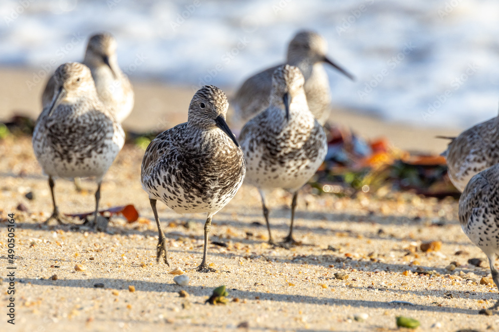 Great Knot in Australia Great Knot in Australia