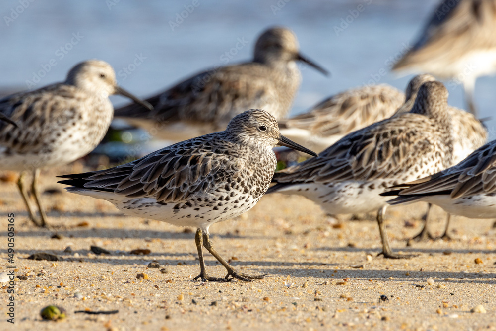 Great Knot in Australia Great Knot in Australia