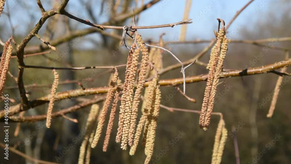 Male catkins on common hazel, hazel branches in spring Male catkins on common hazel, hazel branches in spring