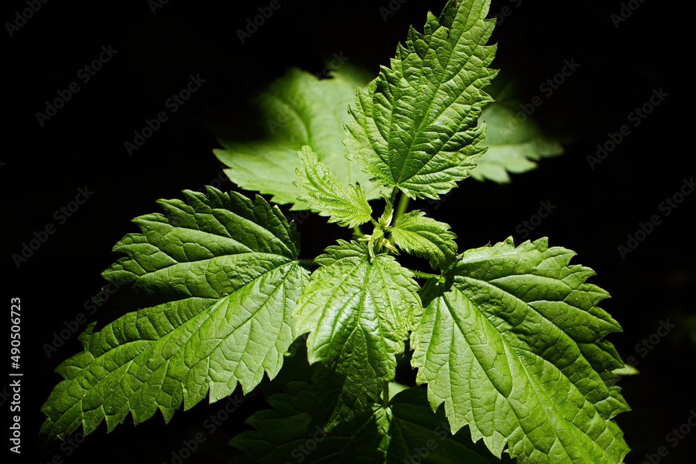 A useful medicinal plant is nettle. A young sprout. A useful medicinal plant is nettle. A young sprout.