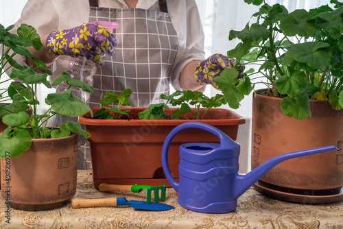 A florist woman replants, leaves, takes care of, creates a beautiful planter from pilargonium flowers. Beautiful fresh bouquet. Education, master classes and floristry courses. European flower photo