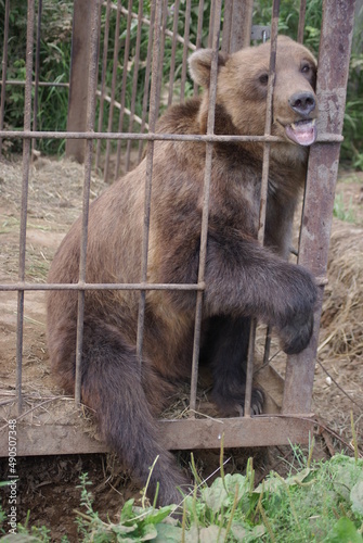 Kamchatka bear in a cage