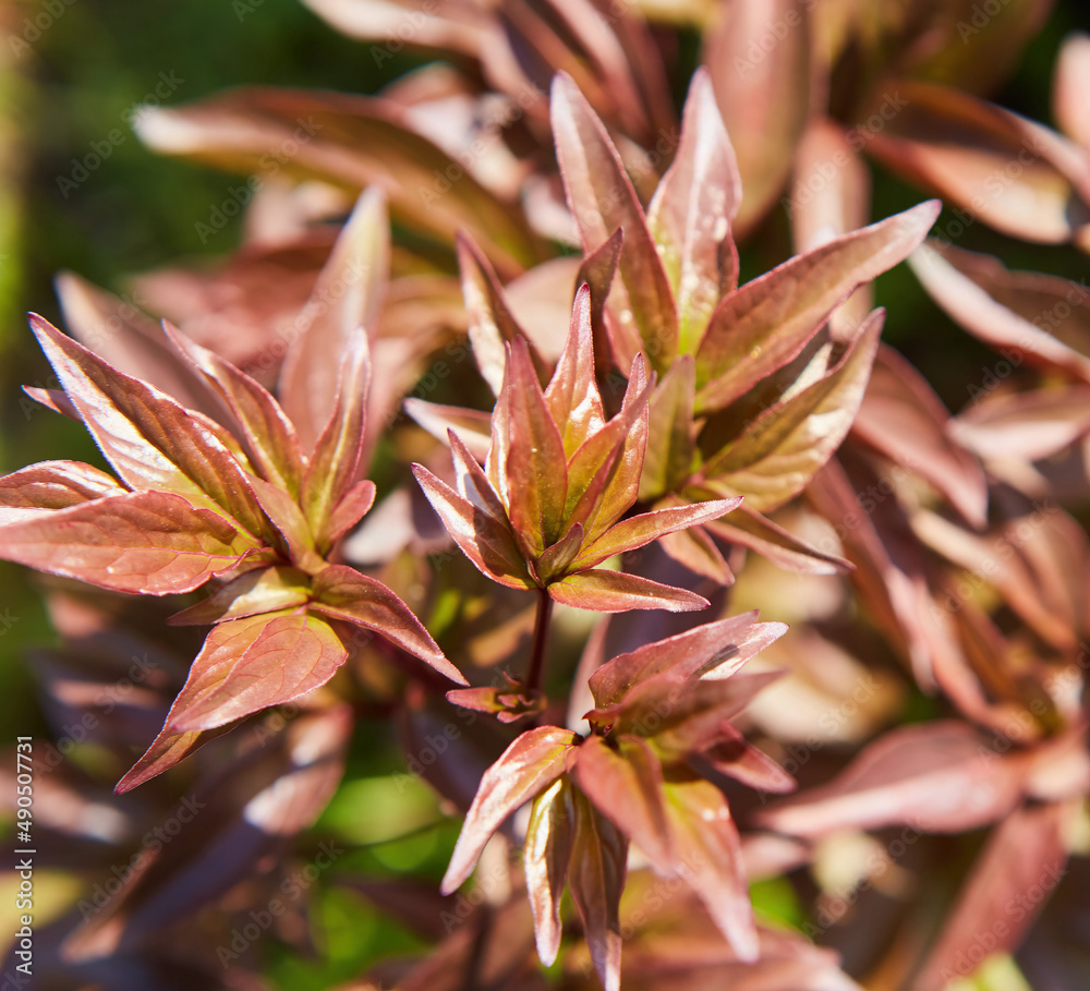 A plant with leaves of a bright red shade. Summer plant species with different colors. A plant with leaves of a bright red shade. Summer plant species with different colors.
