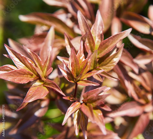 A plant with leaves of a bright red shade. Summer plant species with different colors.