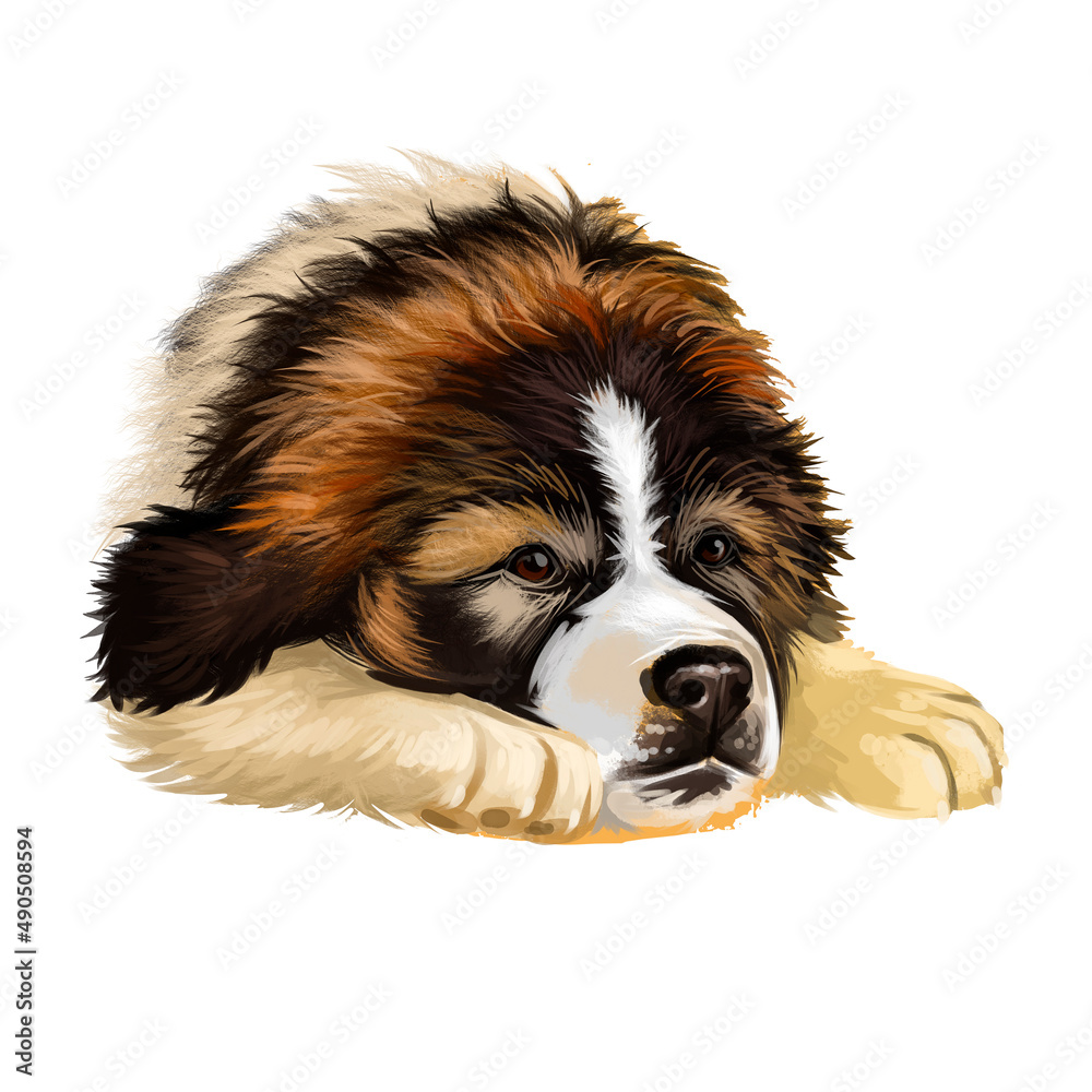 Bucovina Shepherd Dog breed isolated on white background digital