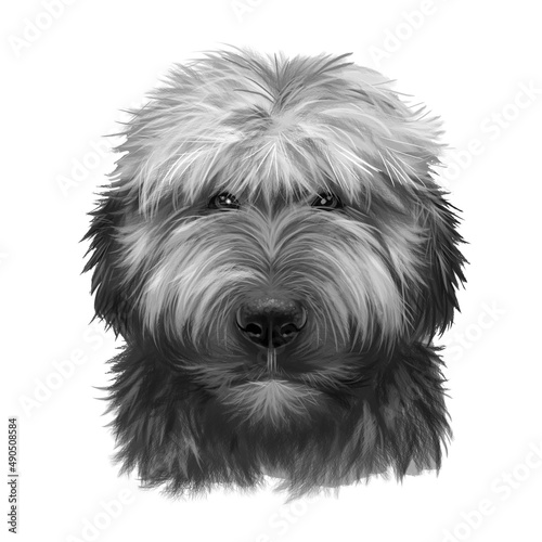 Bild auf Leinwand Briard dog breed isolated on white background digital art illustration