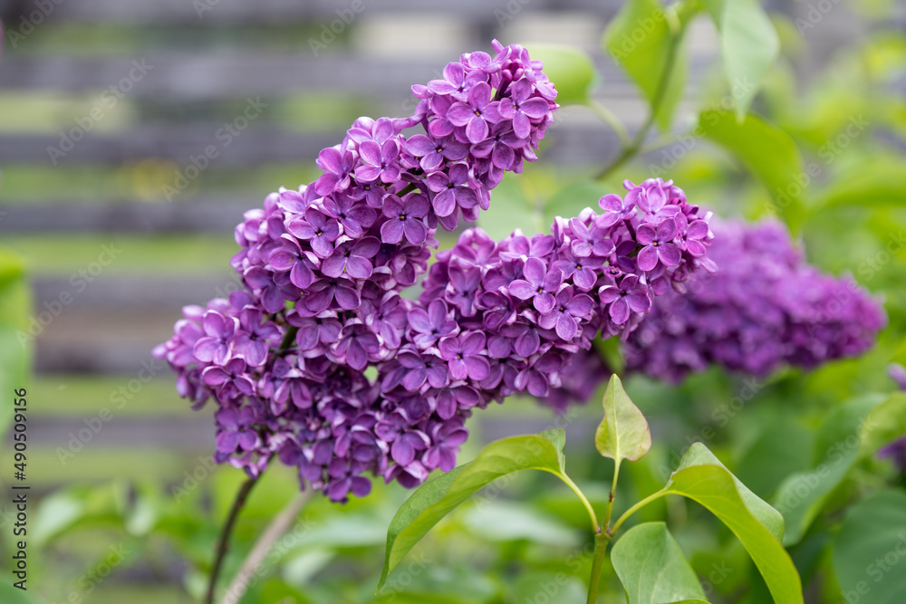 Purple lilac flowers branch on a green background, natural spring background, soft selective focus Purple lilac flowers branch on a green background, natural spring background, soft selective focus