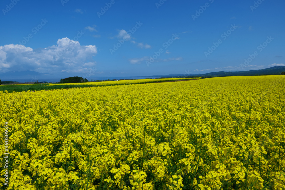 Obraz premium 横浜町の菜の花畑。横浜、青森、日本。5月中旬。