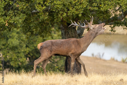 A wild male deer in its natural environment in the south of Spain.