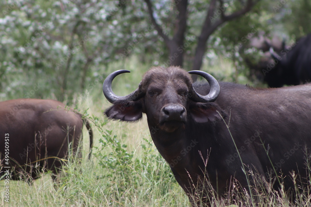 Buffalo, Kruger National Park, South Africa