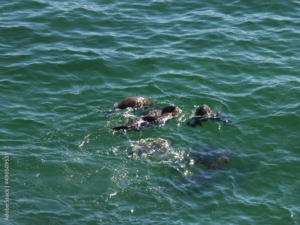 Fototapeta premium garden route game reserve