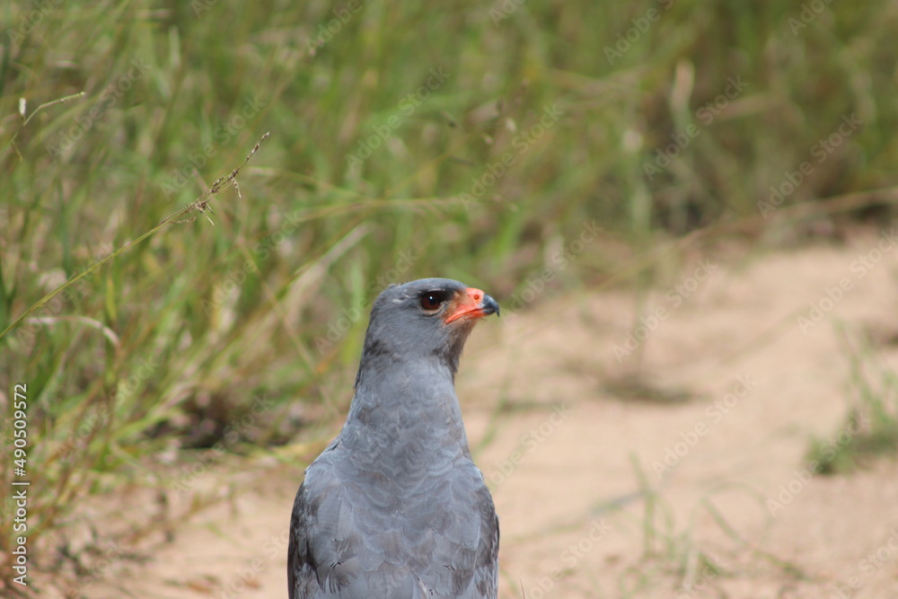 Juvenile African harrier-hawk, harrier hawk or gymnogene, Kruger National Park, South Africa Juvenile African harrier-hawk, harrier hawk or gymnogene, Kruger National Park, South Africa