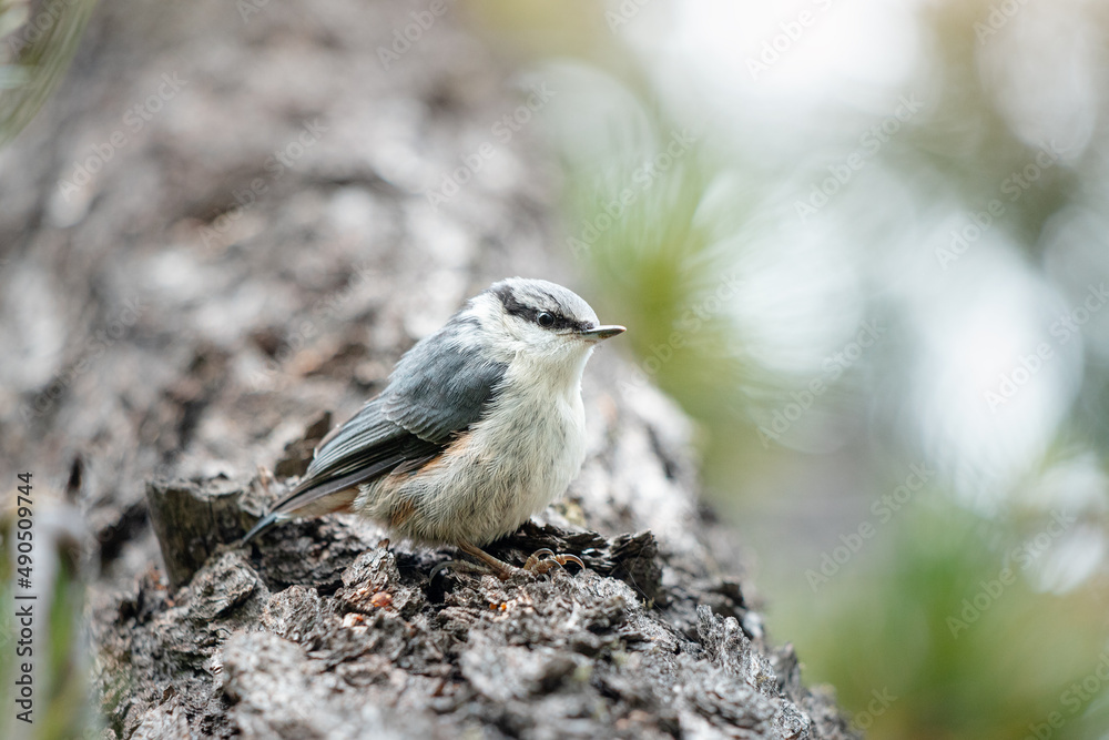 Naklejka premium Eurasian or common nuthatch bird in the woods searching for food - cedar nuts. Birdwatching and biology concept