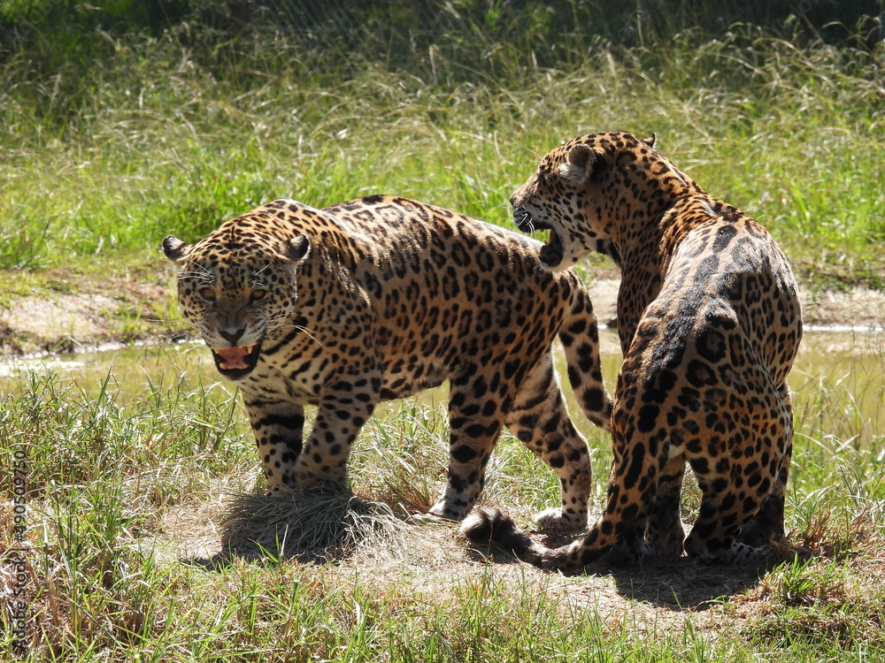 Obraz premium garden route game reserve