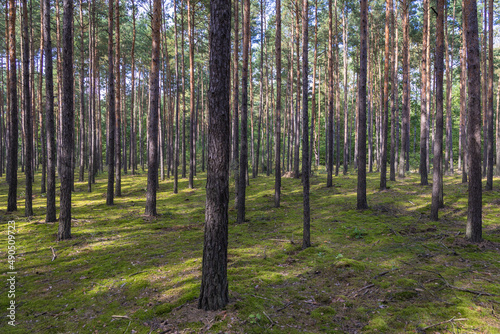 Pine trees forest in Sulejowek town near Warsaw city, Poland