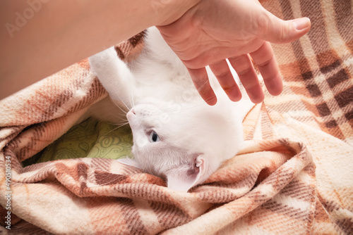 White cat playing with human hand lying on checkered light brown blanket © Maria