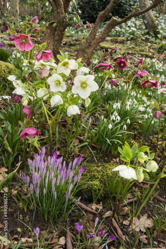 Fototapeta Naklejka Na Ścianę i Meble -  Hellebores blooming in a winter garden