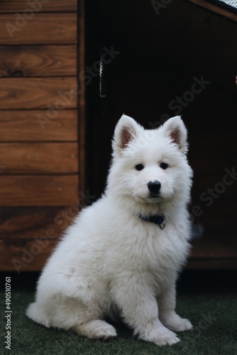 white pomeranian dog
