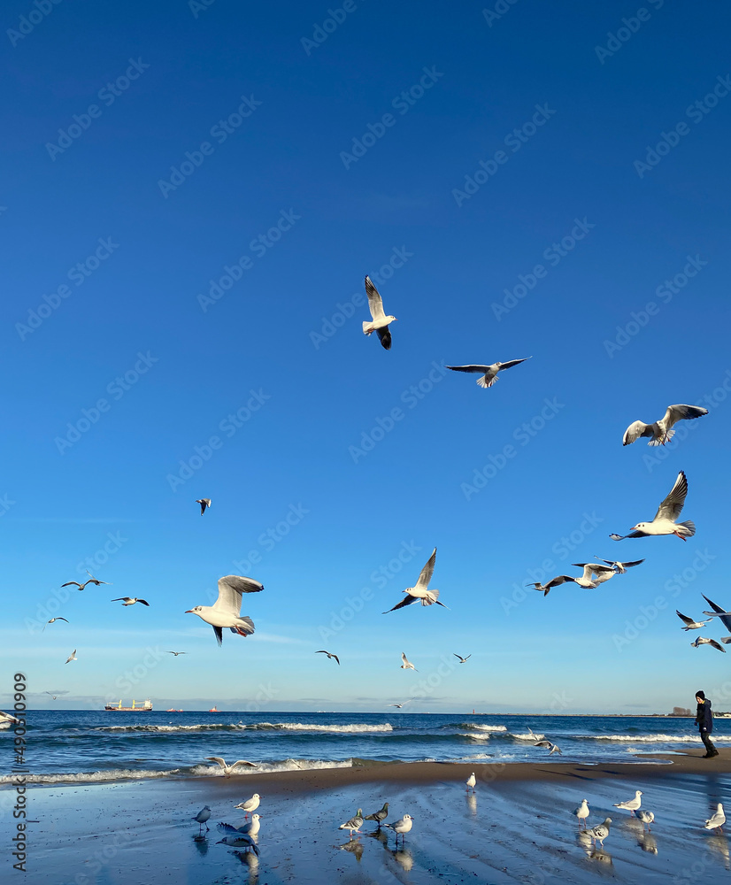 Little boy on the seashore and seagulls in the sky