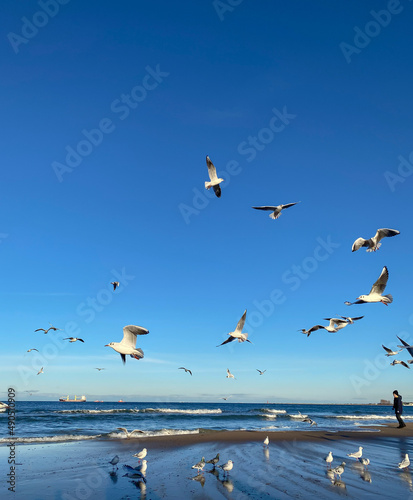 Little boy on the seashore and seagulls in the sky