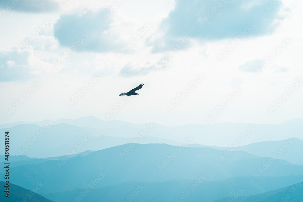 Bird eagle in the sky in mountains Bird eagle in the sky in mountains