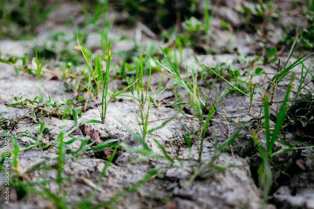 Saplings of rice plants that have emerged after harvest are growing on barren ground after harvest season. Saplings of rice plants that have emerged after harvest are growing on barren ground after harvest season.