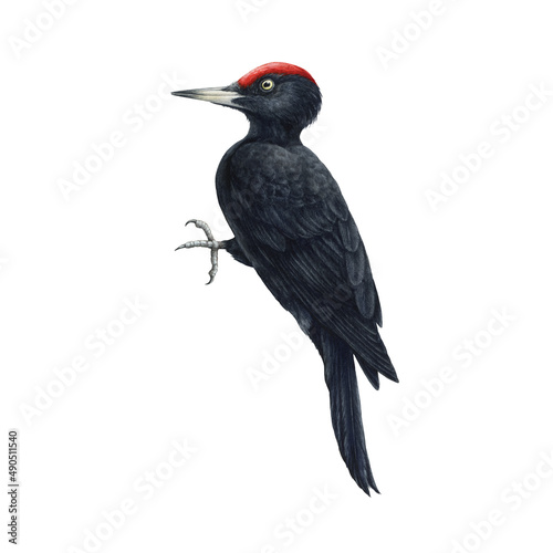 Black woodpecker bird. Watercolor illustration. Realistic hand drawn Dryocopus Martin. Forest wildlife bird on tree trunk. Single black woodpecker on white background