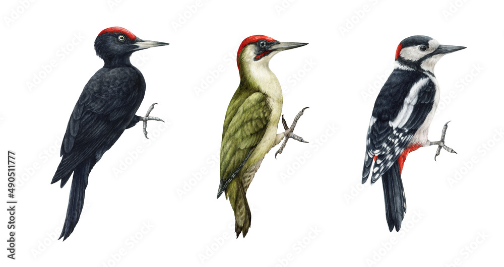 Red-bellied-woodpecker-watercolo-r-sketch – Pentalic
