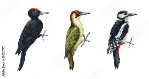 Woodpecker bird watercolor illustration set. Hand drawn realistic forest green and black woodpecker collection. Wildlife forest birds. Wood peckers on white background set photo
