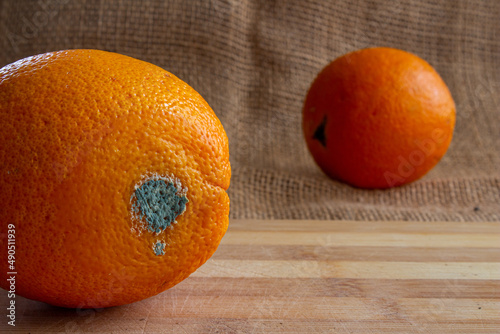 Moldy orange fruit close up. Rotten orange. Concept of wasting food. Mildew covered fruit.