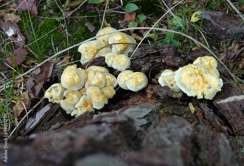 Netherlands. Fungus in woodland Solleveld in Zuid-Holland photo