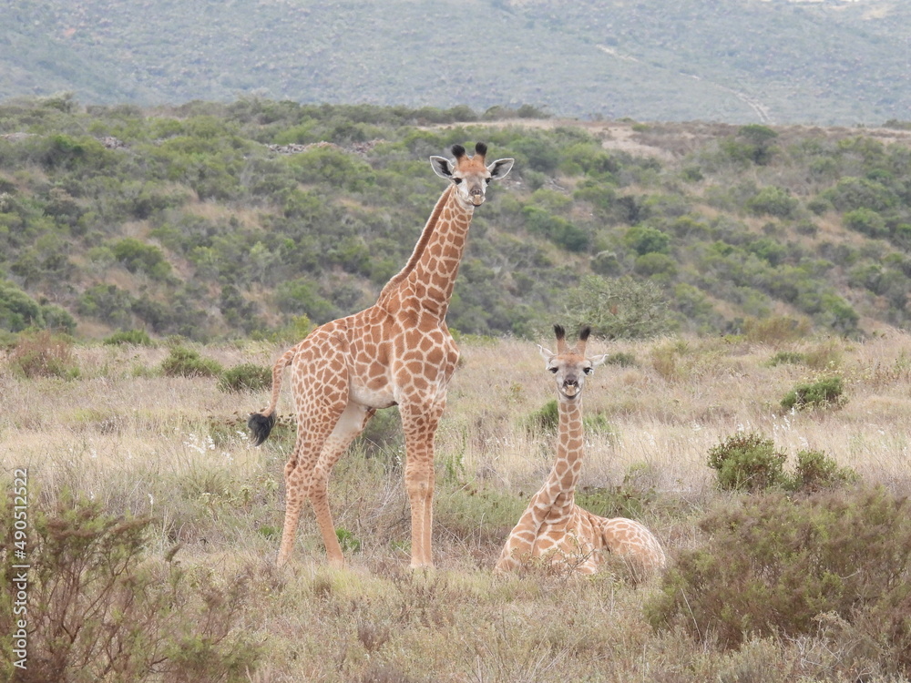 Fototapeta premium garden route game lodge 
