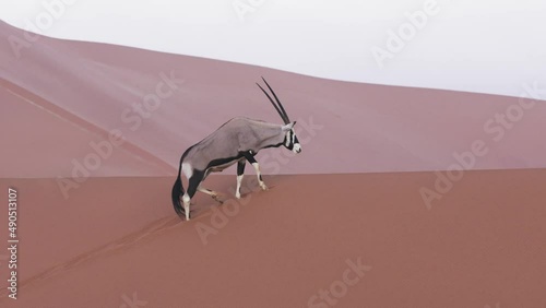 Portrait Of A Gemsbok (Oryx Gazella) In Red Desert Dunes Habitat Of Namibia In South Africa, Medium Shot