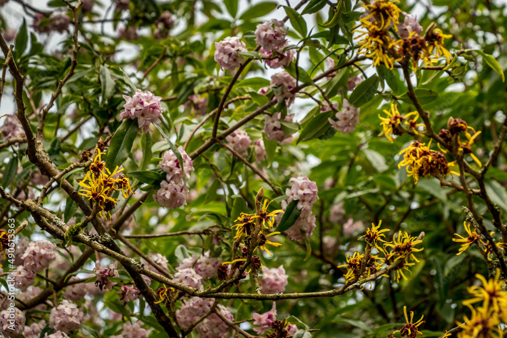 Pink and yellow blossoms in a winter garden Pink and yellow blossoms in a winter garden