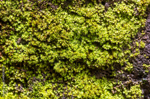 Green moss on the stone in shallow focus. Computer background.