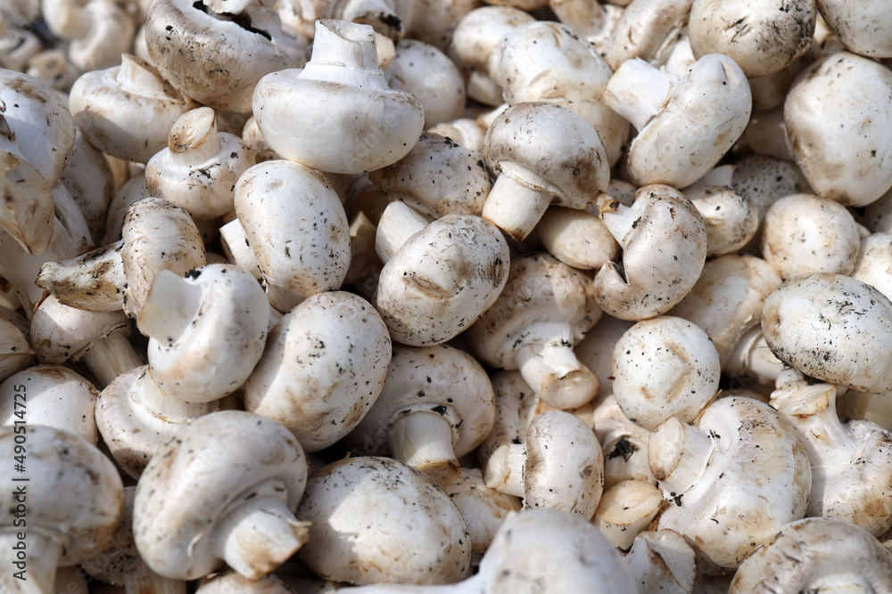 There are a lot of cultivated mushrooms. close-up look at these white mushrooms. There are a lot of cultivated mushrooms. close-up look at these white mushrooms.