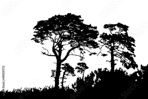 Trees silhouette isolated on white background. Pines or cedar landscape. Coniferous forest. Grove with realistic group of pine trees and grass silhouette on sea dunes. Stock vector illustration