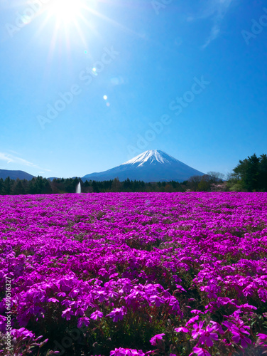 日本、山梨県、富士山と芝桜  © yummy_you2