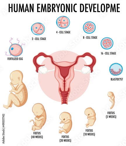 Human embryonic development in human infographic