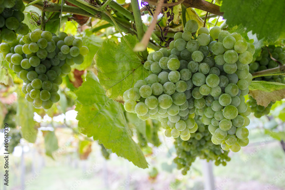 Close-up of bunches of grapes in a vineyard vineyard, healthy food concept.